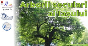 Arborii seculari ai Iașului