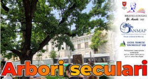 Arbori seculari în vară