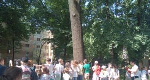 Arbori seculari în vară