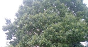 Arbori seculari în vară: Traseul al III-lea