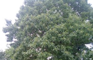 Arbori seculari în vară: Traseul al III-lea