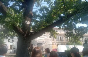 Arbori seculari în vară